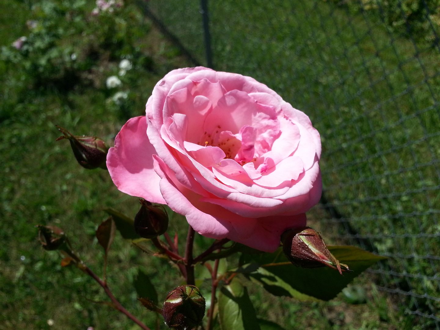 meteor photo 20130601_144607_zps3364f9cf.jpg